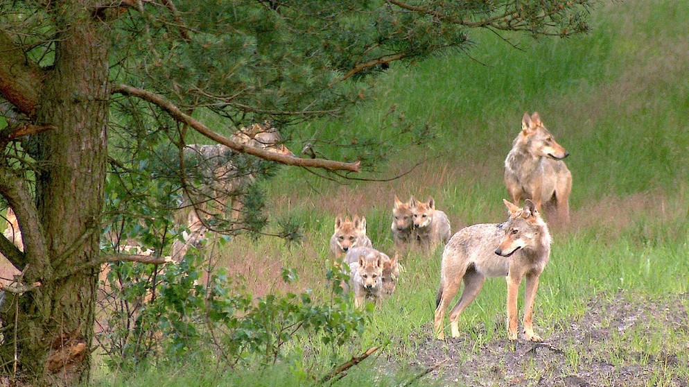 Das Munsterrudel macht es vor: In einem wilden Wolfsrudel ziehen die Elternwölfe die kleinen Welpen zusammen mit ausgewachsenen „Kindern“ aus dem Vorjahr auf. | Bildquelle: BR/Längengrad Filmproduktion/MDR/Sebastian Koerner