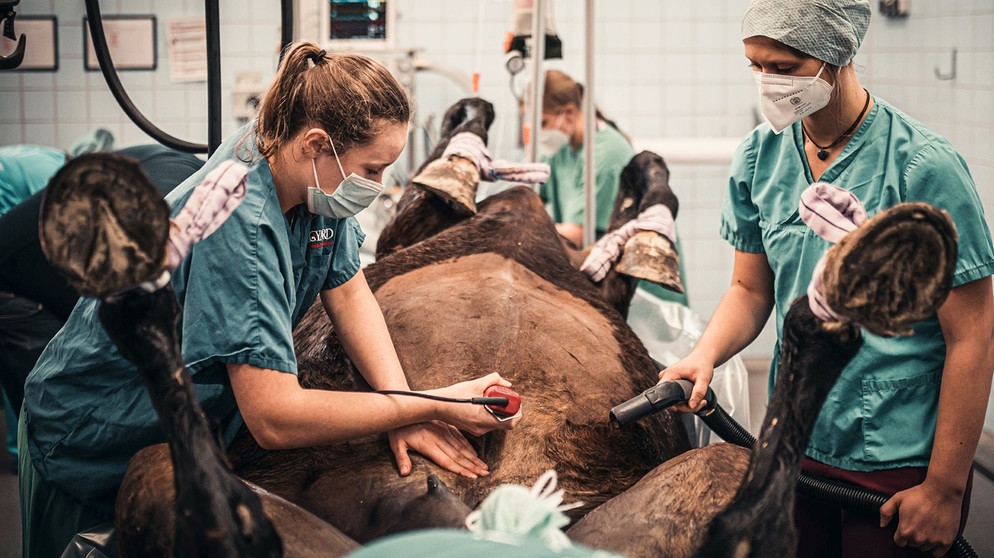 24 Stunden Notdienst - deshalb müssen alle Mitarbeiter und Mitarbeiterinnen im Umkreis der Klinik wohnen. | Bildquelle: BR/NDR/Tierklinik Lüsche GmbH