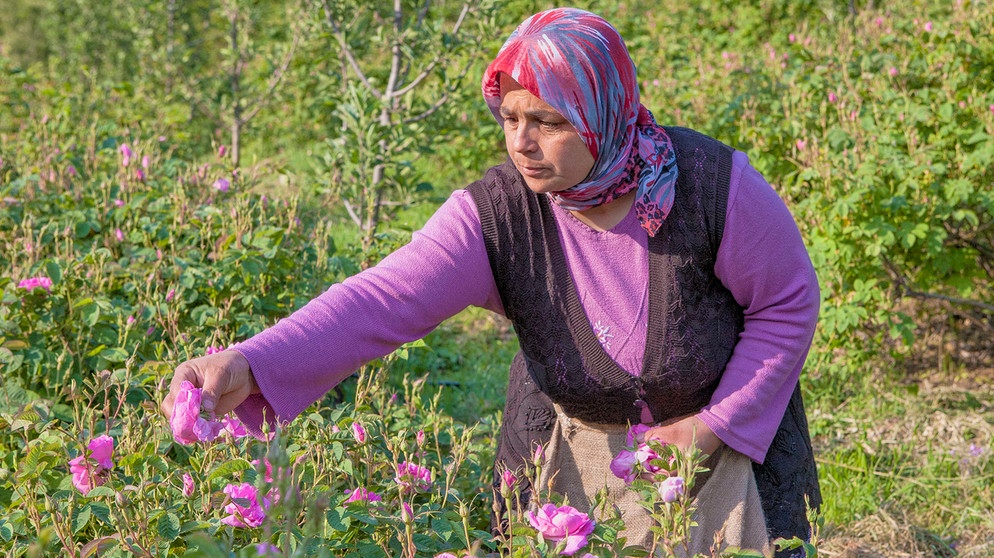 Im südlichen Taurus-Gebirge liegt das Zentrum der türkischen Rosenöl-Produktion. Züchterin Ülku Eryiğit hat einige Felder, die sie im Frühling am frühen Morgen erntet. | Bildquelle: BR/NDR/Bea Müller