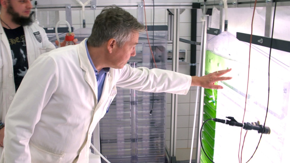 Es gibt Algen, mit denen die Forscher in speziellen Reaktoren Bio-Plastik herstellen können. | Bildquelle: BR/SWR