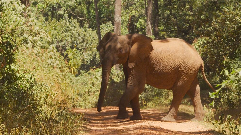 Im dichten Bergwald sind die Mount-Elgon-Elefanten sehr schwer zu entdecken. Nur wenn sie Lichtungen betreten oder die Wege kreuzen, bekommen Besucher sie zu Gesicht. | Bildquelle: BR/SWR/Text und Bild Medienproduktion GmbH & Co. KG/Robert Sigl