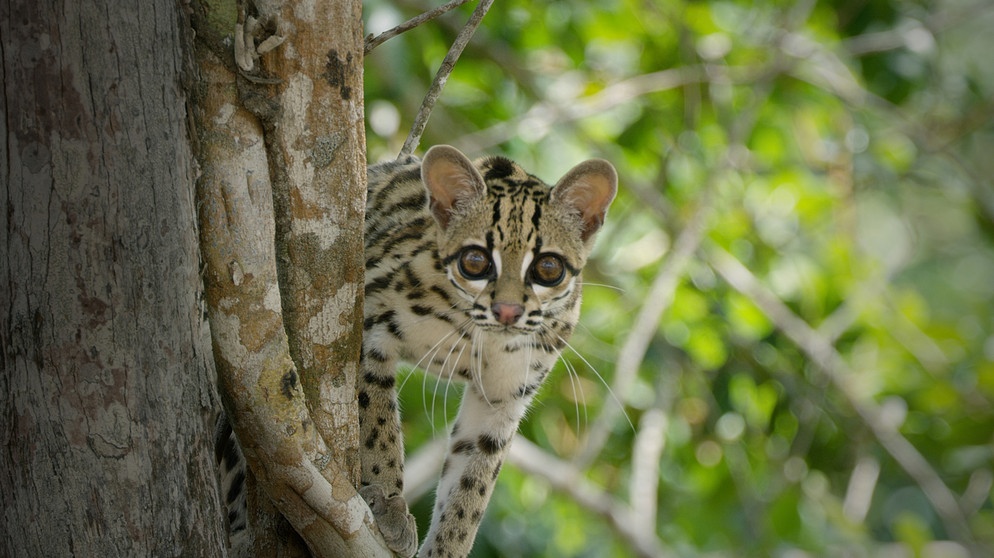 Margays sind ausgezeichnete Kletterer, sie verbringen einen großen Teil ihres Lebens in den Bäumen. | Bildquelle: BR/Marion Pöllmann