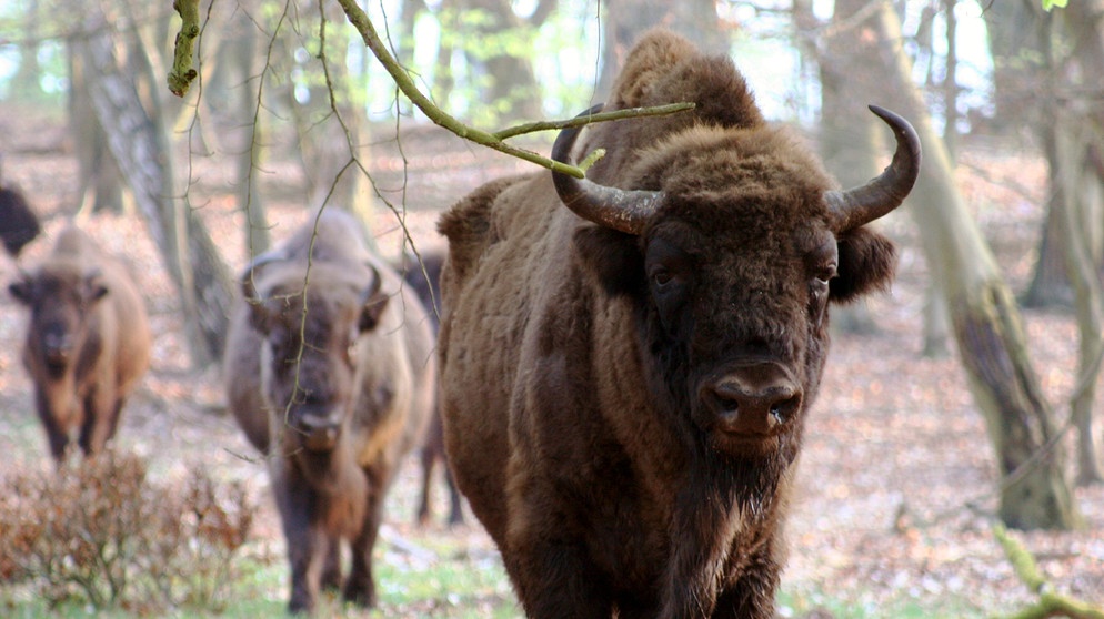 In Polen leben rund 200 Wisente frei in der Nähe des Oderdeltas. Immer wieder wandern einzelne Tiere auch nach Deutschland. Wir müssen allerdings erst wieder lernen mit diesen Urrindern zu leben. | Bildquelle: NDR/NDR Naturfilm/DocLights GmbH/coraxfilm GmbH