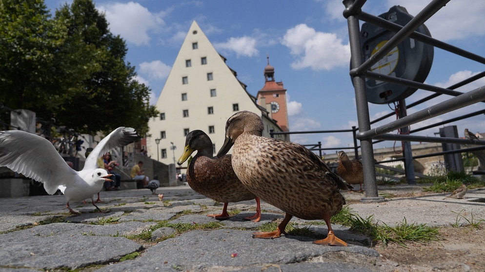 In Regensburg gehen Natur, Kultur und Geschichte respektvoll Hand in Hand. Im Bild: Enten am Donau-Ufer. | Bildquelle: Blue Paw Artists/BR/Marion Pöllmann