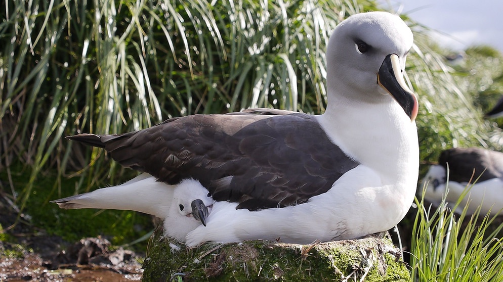 Ein Graukopfalbatros nistet auf seinem Küken. Nachwuchs ist rar: Der Graukopfalbatros legt erst mit 12 Jahren sein erstes Ei, danach folgt alle zwei Jahre eins. Bird Island und die Nachbarinsel Südgeorgien sind sein wichtigster Brutplatz weltweit. | Bildquelle: BR/Ines Possemeyer