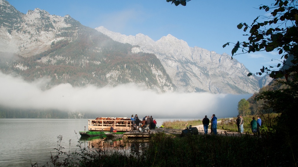 Alm-Abtrieb am Königssee. | Bildquelle: BR/nautilusfilm GmbH