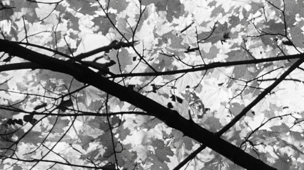 Blätter im Herbst. | Bildquelle: BR