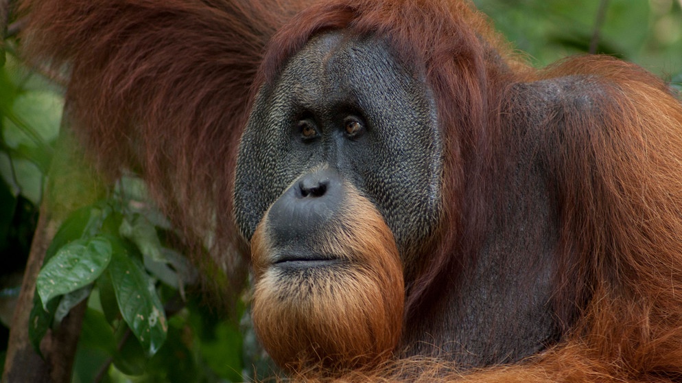 Ein freilebender Orang-Utan in Sumatra. | Bildquelle: BR/Sumatra Orangutan Conservation Program/Alain Compost