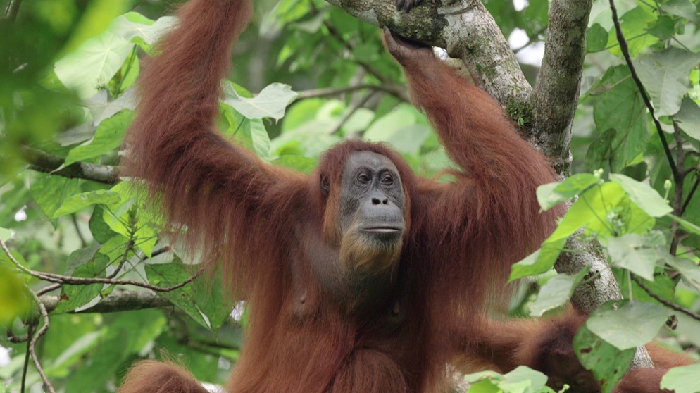 Gober, die Orang-Utan-Mutter, kann nicht verstehen, dass ihr Sohn Ganteng am Tag der Freilassung so lange zögert, umgehend mit ihr im Dschungel von Sumatra zu verschwinden. | Bildquelle: BR/tigerbaby.tv