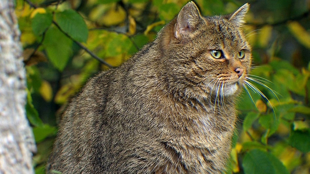 Die Wildkatze fühlt sich in naturnahen Wäldern wohl. | Bildquelle: NDR/Zentralfilm