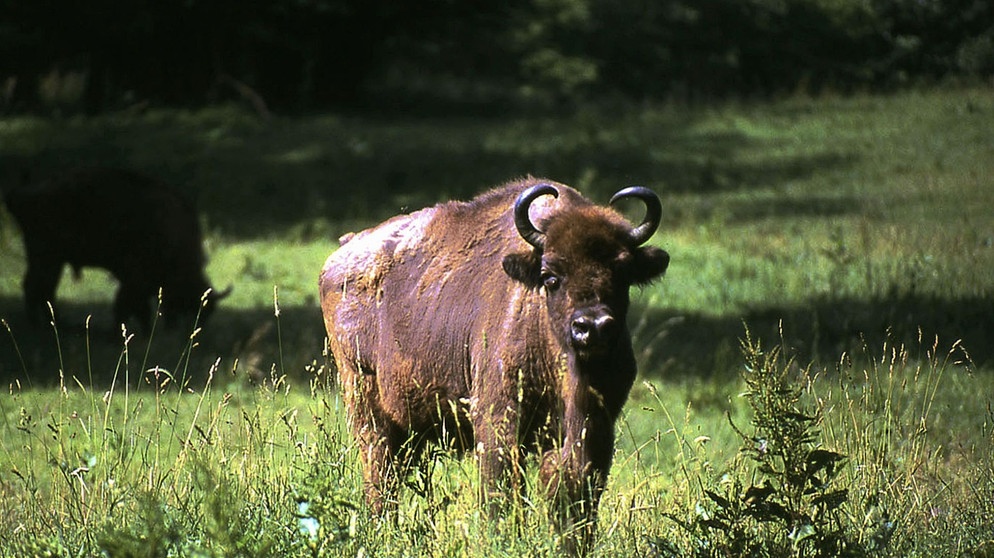 SWR SCHÄTZE DER WELT - ERBE DER MENSCHHEIT " Bialowieza, Polen/Weißrussland - Wildnis unter dem Dach der Urwaldriesen", Film von Thomas Willers, am Sonntag (04.05.03) um 13:15 Uhr im SÜDWEST Fernsehen. Ein Wisent im Bialowieza-Gebiet. © SWR/Willers - Honorarfrei, Verwendung nur im Zusammenhang mit o.g. Sendung bei Nennung "Bild: SWR/Willers" (S2). SWR-Pressestelle/Fotoredaktion, Tel. 07221/929-2287,-3852 oder Fax -2059. | Bildquelle: SWR