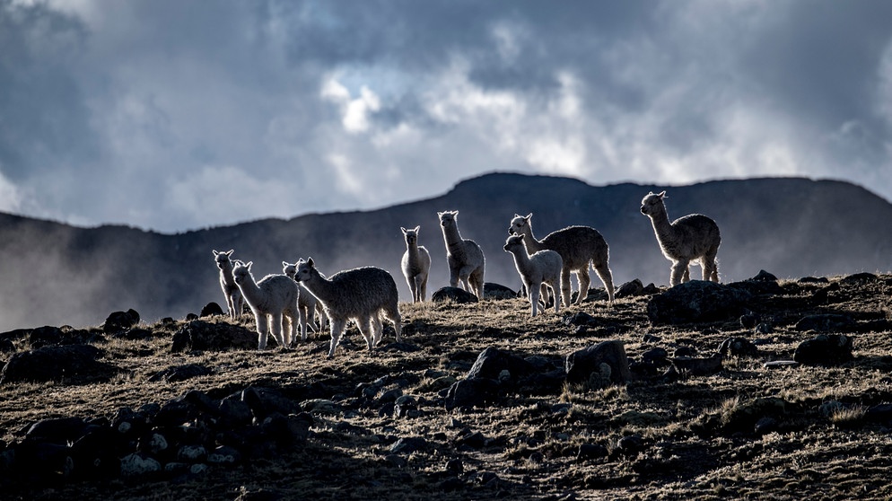 Eine Gruppe Lamas im peruanischen Hochland. | Bildquelle: BR/Michael Martin/Michael Martin