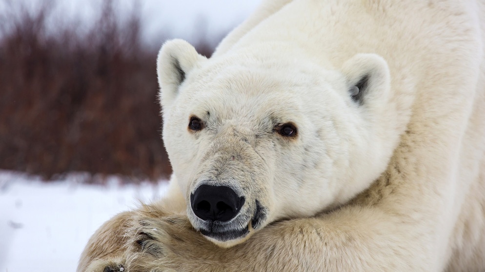 Was machen Eisbären im Sommer? Der Film begleitet Eisbären unterschiedlichen Alters aus verschiedenen sozialen Gruppen durch den arktischen Sommer. Ihre Geschichten verbinden sich zu einem umfassenden Porträt dieser Tiere. | Bildquelle: WDR/Marco Polo Films/Klaus Scheurich