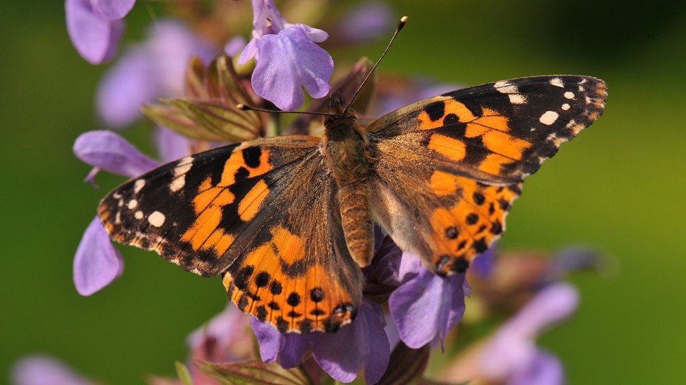 Jeder Gärtner freut sich über Schmetterlinge, kaum einer allerdings über Brennnesseln oder Disteln. Barbara Krasemann denkt anders. Bewusst lässt die Gärtnerin an einigen Stellen im Garten Brennnesseln, Giersch und Disteln wachsen, sichert so den nächsten Generationen von Tagfaltern das Überleben. | Bildquelle: BR