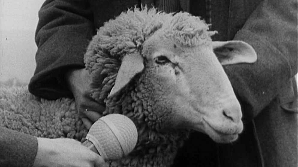 Schafkopfrennen in Erlau 1963. | Bildquelle: BR
