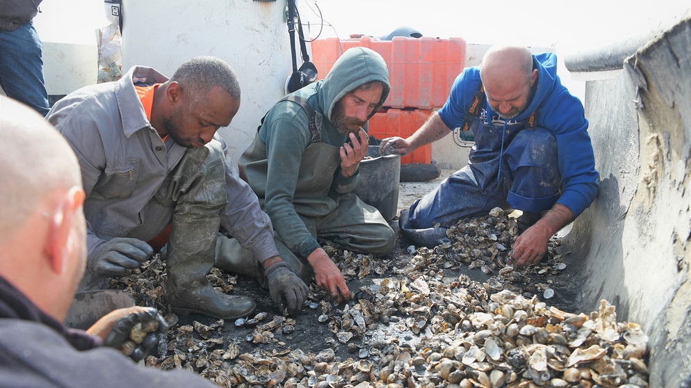 Insgesamt sind auf dem Fluss Tejo um die 70 Boote, die bei dem illegalen Muschel-Geschäft mitmischen. Sie pflügen mit Schleppnetzen den Flussboden, nehmen alles mit, um daraus die Beute auszusuchen. | Bildquelle: BR/SWR