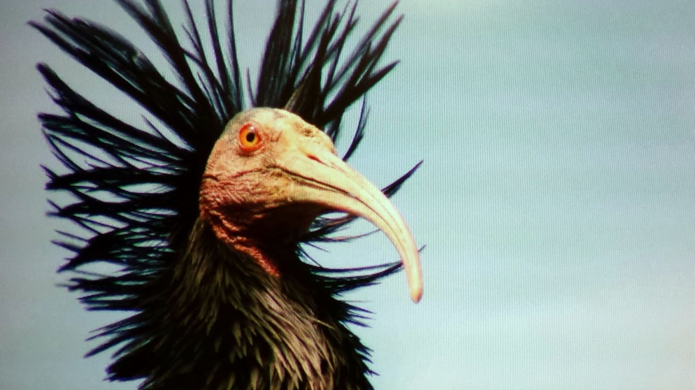 Waldrapp. | Bildquelle: BR/Angelika Vogel