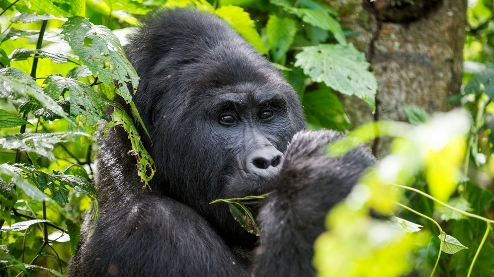 Bergorilla in Uganda. | Bildquelle: HR/Reinhard Mink