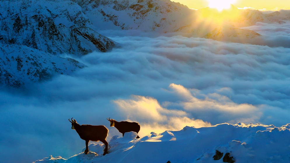 Leben über den Wolken – wie Schiffbrüchige haben Gämse nach der Eiszeit im Hochgebirge der Tatra überlebt und hier sogar eine eigene Unterart gebildet. | Bildquelle: NDR/NDR Naturfilm/Doclights GmbH/Arolla Film/Karol Kalisky