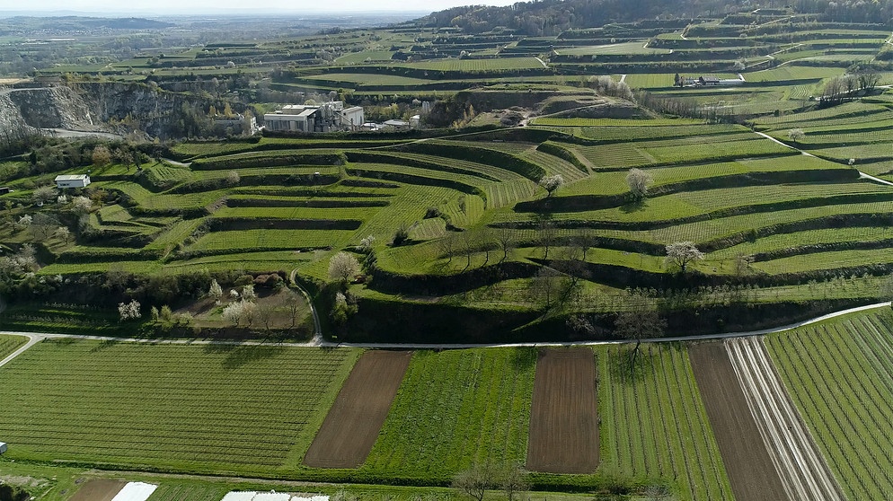 Der Kaiserstuhl ist Deutschlands wärmste Weinregion. Der Klimawandel verändert den Weinanbau vor Ort massiv und existentiell. | Bildquelle: SWR