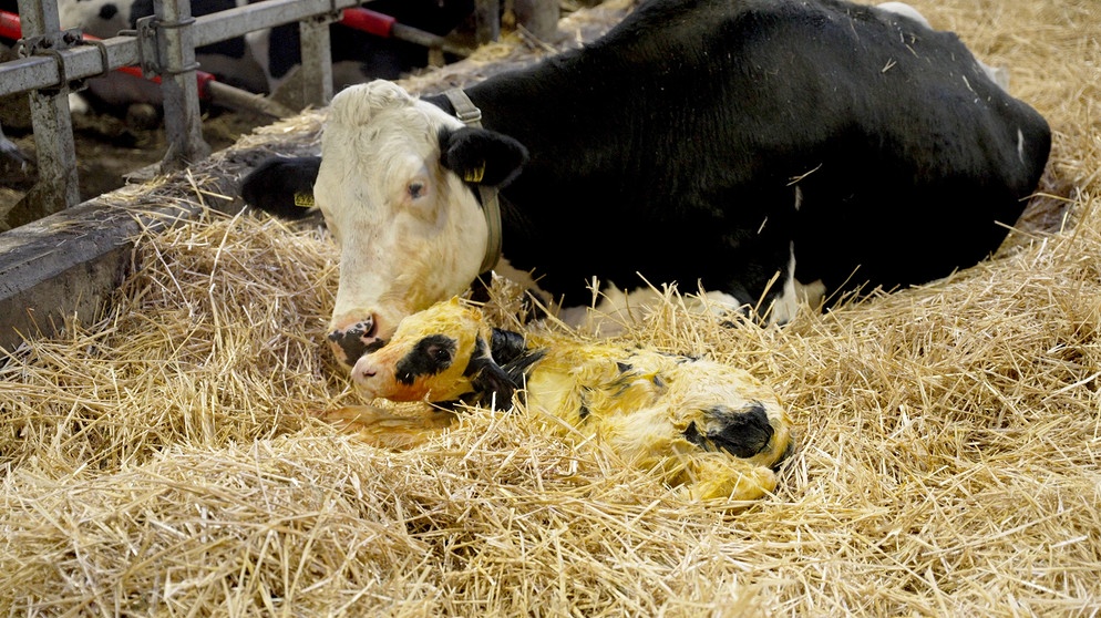 Fast eine Idylle: ein neugeborenes Kälbchen mit seiner Mutter. Doch Kuh und Kälbchen werden rasch nach der Geburt getrennt. | Bildquelle: SWR