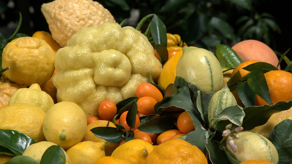Oskar Tintori ist zweifelsohne einer „der“ Experten in Sachen Citrus-Gewächse. In seinem Betrieb in der Nähe von Florenz widmet er sich Orangen, Zitronen und Mandarinen, düngt, schneidet, gießt und veredelt sie. | Bildquelle: BR