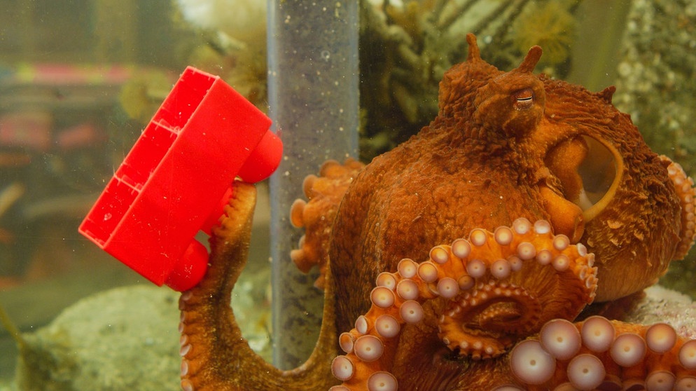 Oktopus-Weibchen Ellie verbringt ein Jahr im Aquarium. Ein intelligentes Tier wie ein Pazifischer Riesenkrake will beschäftigt werden. | Bildquelle: NDR/NDR Naturfilm/Doclights/Florian Graner