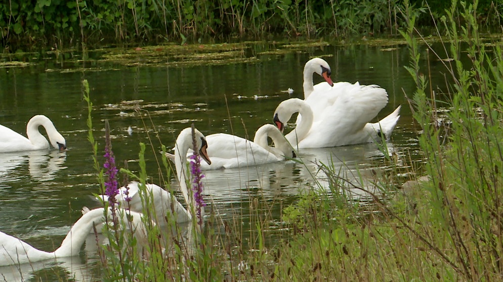 Naturparadiese von Menschenhand - die Moselaue im Dreiländereck von Frankreich, Deutschland und Luxemburg. | Bildquelle: SR/Sabine Frank