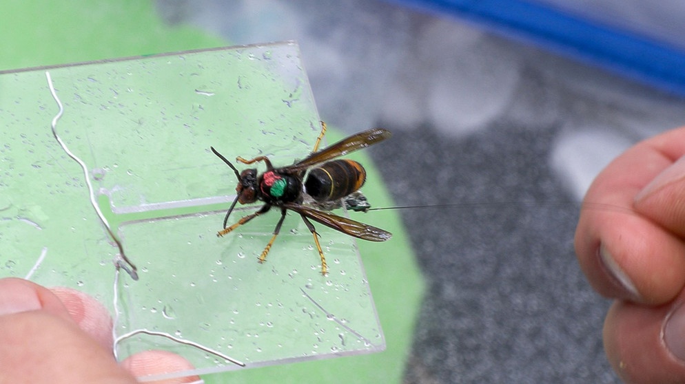 Eine an einem Bienenstock gefangene Asiatische Hornisse bekommt einen Mini-Sender, der den Ort verraten soll, wo das Nest hängt. | Bildquelle: NDR