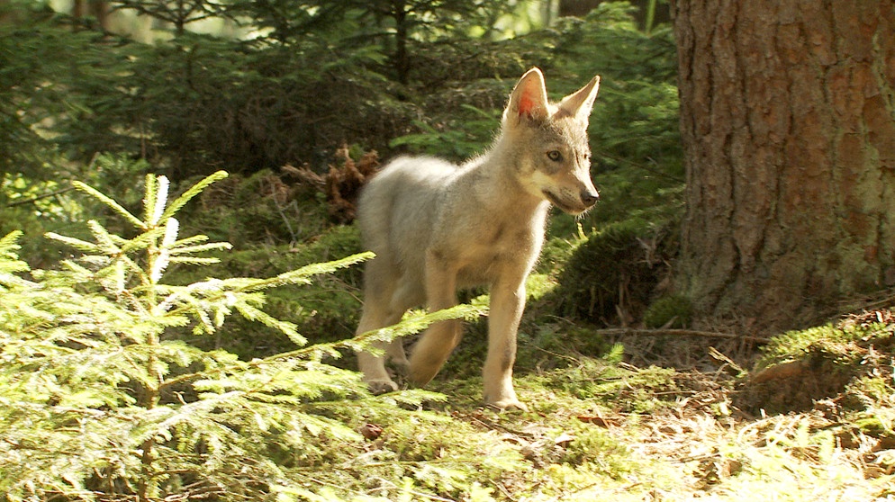 Wildlebender Wolfswelpe | Bildquelle: BR/S. Koerner