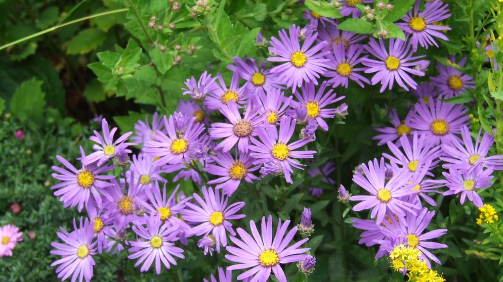 Violette Asternblüten. | Bildquelle: BR