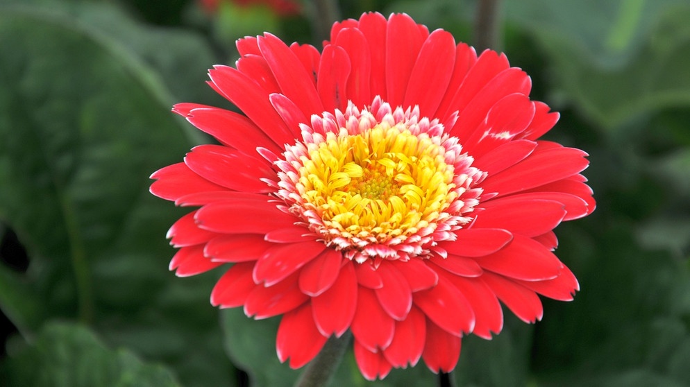 Gerbera | Bildquelle: BR