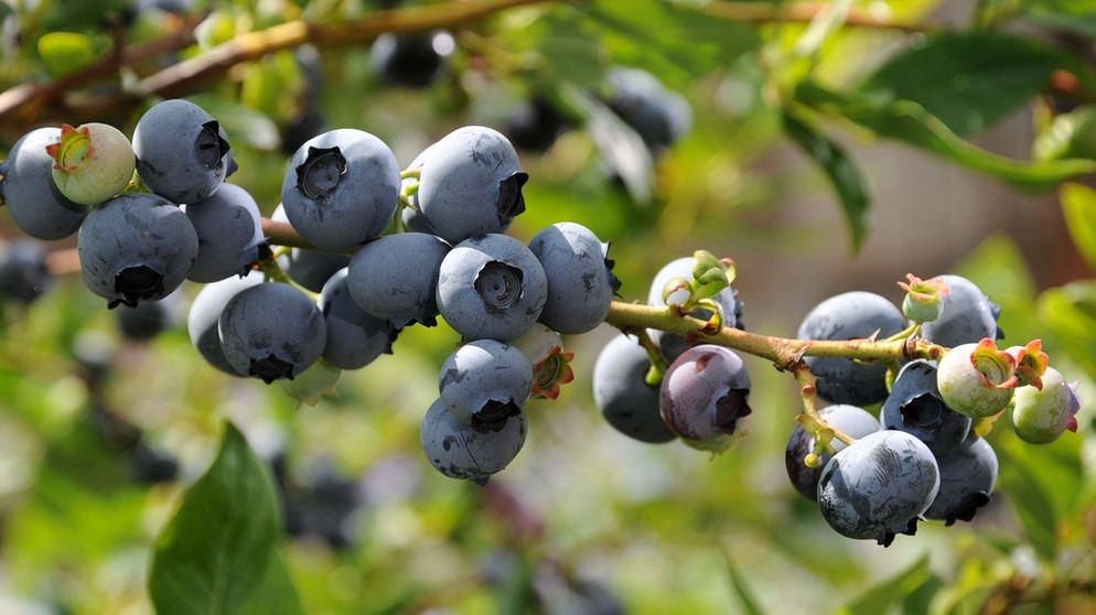Heidelbeeren (Blaubeeren) | Bildquelle: BR