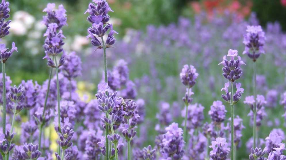 Lavendel Ð ein duftender Sommerhit für jeden Garten. | Bildquelle: BR