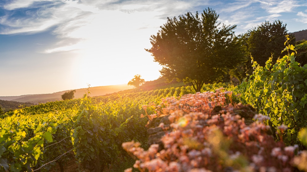 Weinberg in Burgund, Frankreich | Bildquelle: picture alliance / Zoonar | Julia Hermann