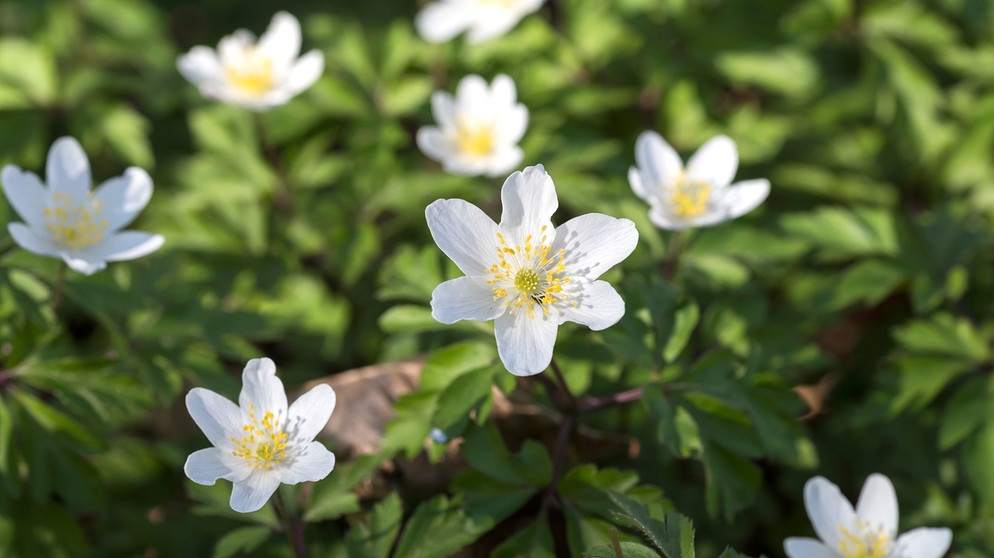 Weiße, zarte Blüten | Bildquelle: Picture/dpa