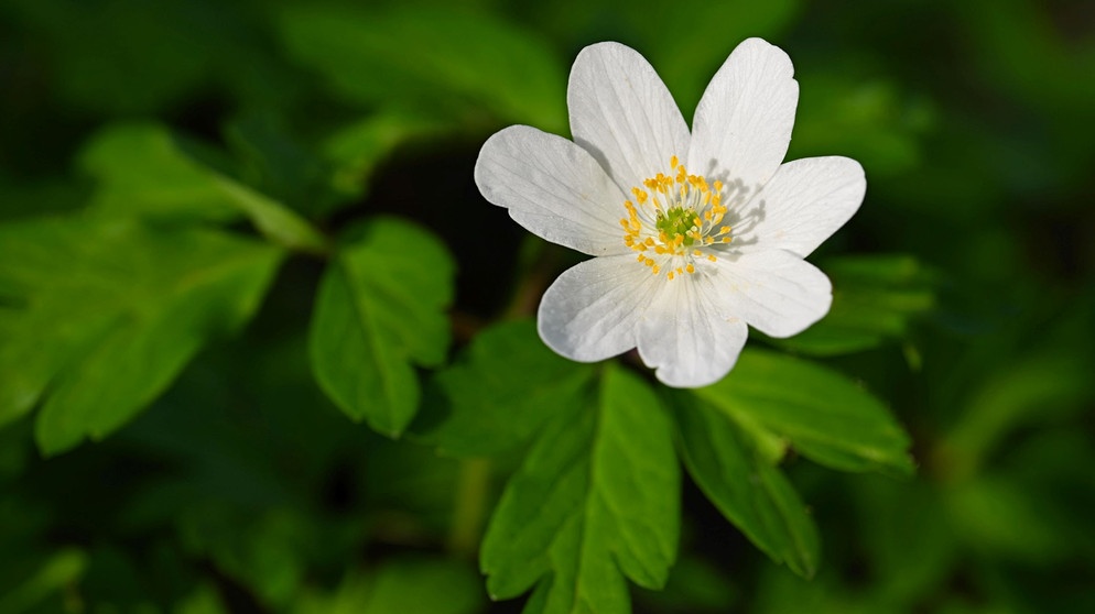 Buschwindroeschen mit offenen Blüten | Bildquelle: Picture alliance/dpa