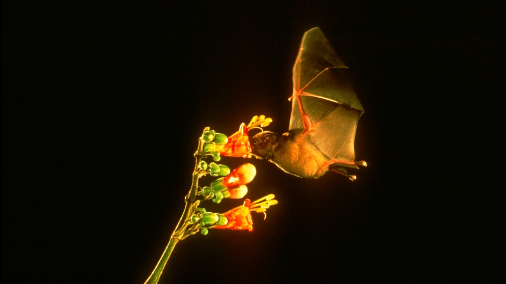 PAN, 2002: Eigentliche Bluetenfledermaus, Spitzmaus-Langzuengler (Glossophaga soricina) trinkt Nektar an einer Tricanthera-Bluete. | Bildquelle: picture alliance / WILDLIFE | Panda/WILDLIFE/M.D.Tuttle