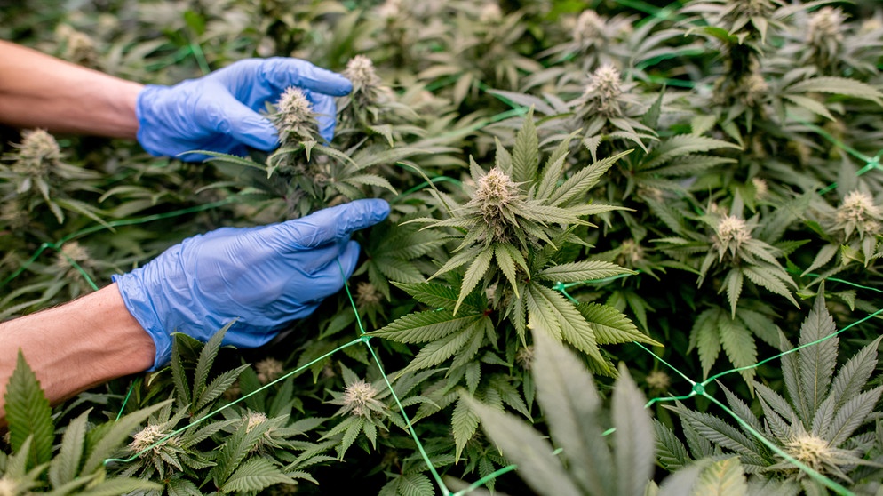 Niedersachsen, Ganderkesee: Ein Vereinsmitglied begutachtet die Cannabispflanzen auf der Plantage des Cannabis Social Club (CSC) Ganderkesee. | Bildquelle: dpa-Bildfunk | Bild: Hauke-Christian Dittrich