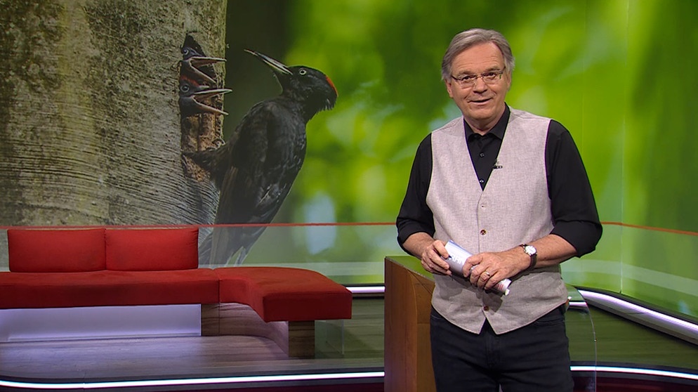Charly Hilpert moderiert die Frankenschau aktuell am 24.Mai. | Bildquelle: BR