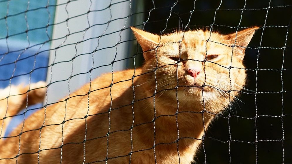 Katzen können sich mit SARS-CoV-2 anstecken. Eine Übertragung auf ihre Besitzer ist bislang nicht bekannt.  | Bildquelle: picture-alliance/Zoonar/Robert Kneschke