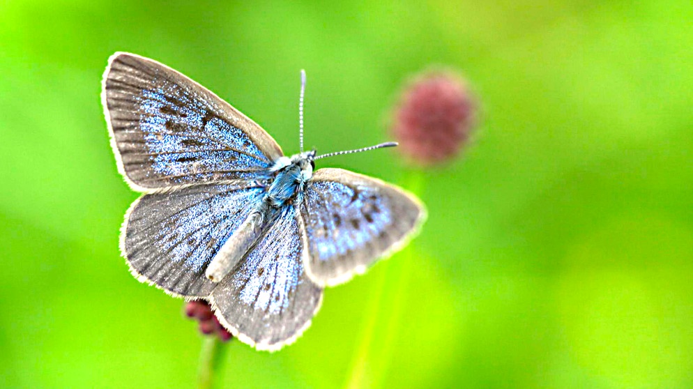 Ein Schmettering mit blau gemusterten Flügeln. | Bildquelle: BR