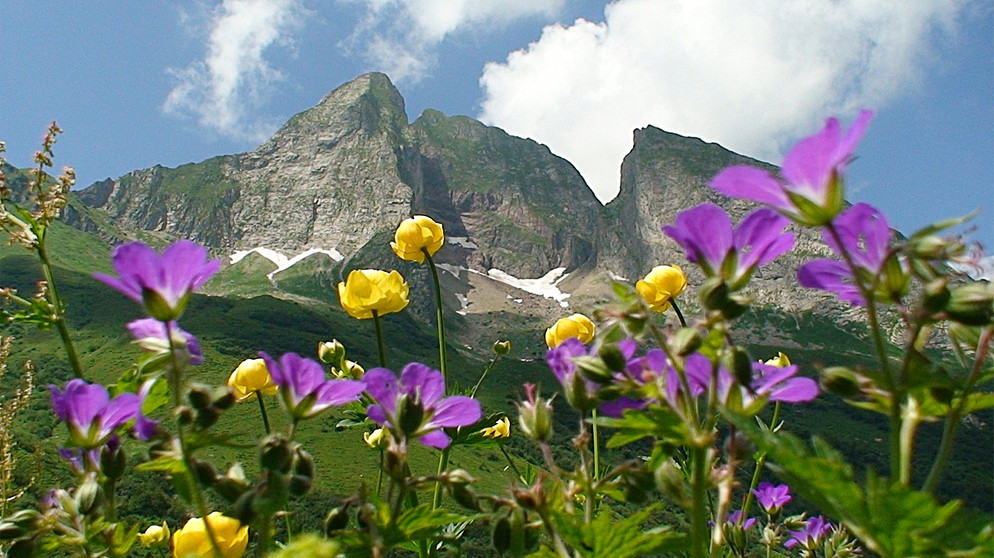 Die Höfats, ein einzigartiger Berg, steil und zackig - und trotzdem grün und blumenübersät bis zum Gipfel. | Bildquelle: BR/Gerhard Baur