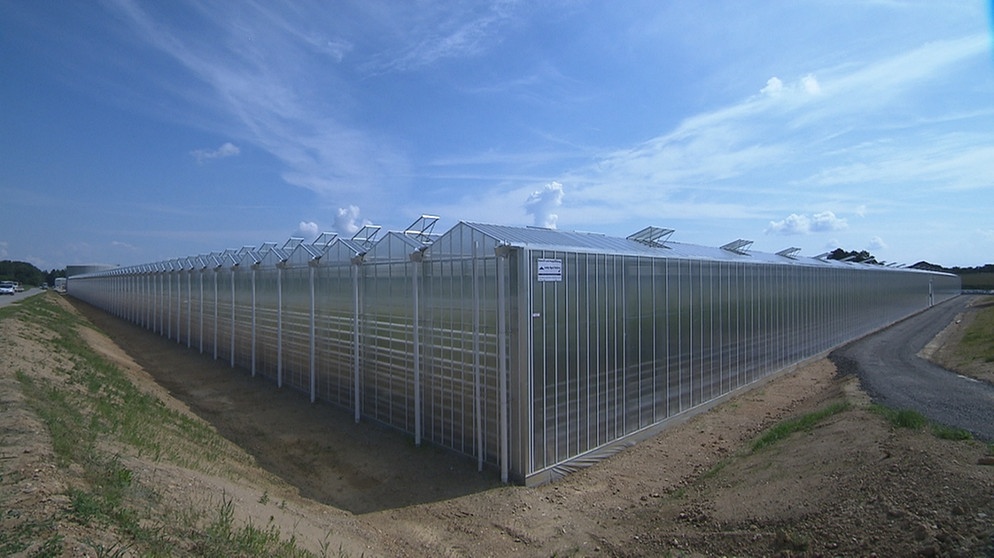 Unter unserem Himmel: Energie aus der Erde - Geothermie in Bayern: Das geothermisch betriebene Gewächshaus in Kirchweidach. | Bildquelle: BR