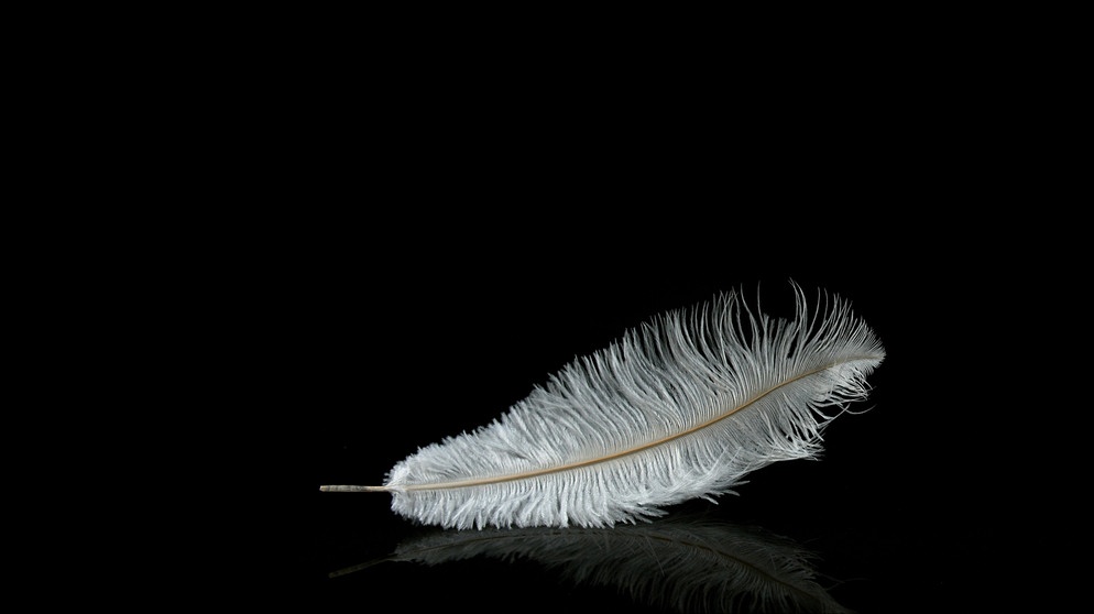 Feder | Bildquelle: picture alliance / imageBROKER | Lacz Gerard