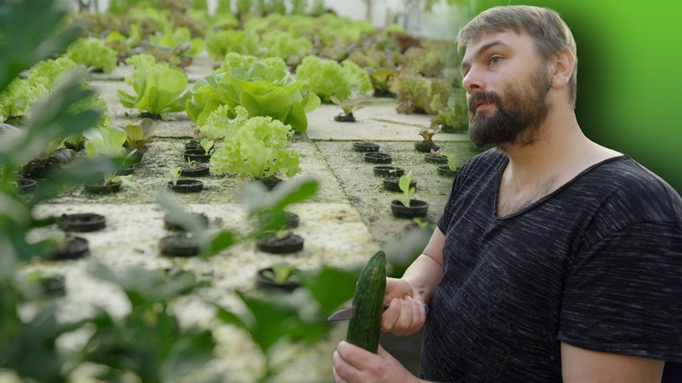 Aquaponiker Mike Conley aus Mainburg schneidet seine Gurken aus dem Wasser als Futter für seine Fischzucht. Essen aus dem Wasser.  | Bildquelle: BR/Gut zu wissen