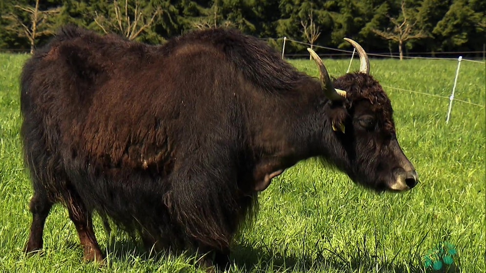 Exotische Nutztiere in Bayern - Yaks in Taufkirchen | Bildquelle: Bayerisches Fernsehen
