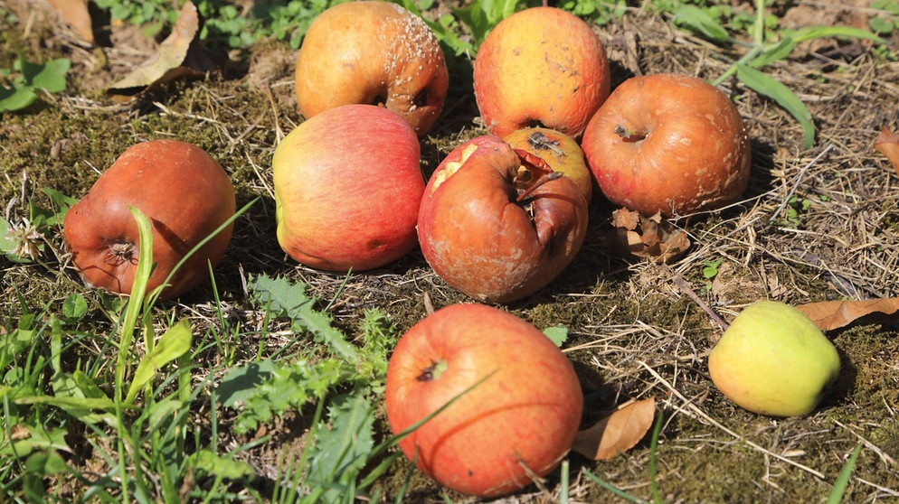 Äpfel am Boden | Bildquelle: Picture alliance/dpa