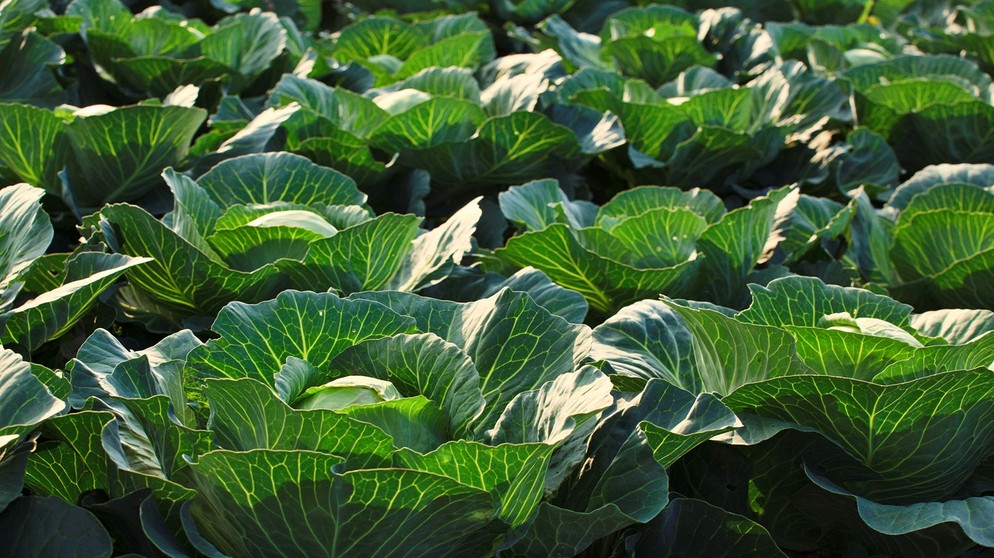 Weisskohl / (Brassica oleracea var. capitata f. alba) / Filderkraut, Kaps | Bildquelle: picture alliance / imageBROKER | A. Sommer