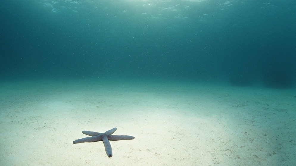 Auf dem Bild ist ein einzelner Seestern auf dem Meeresboden zu sehen. Ansonsten ist das Meer auf dem Bild leer. Fischbestände und Wassertiere sind weltweit gefährdet. Dabei wäre es leicht, etwas gegen die Überfischung zu unternehmen. Auch ihr könnt etwas tun und Fische schützen. | Bildquelle: colourbox.com